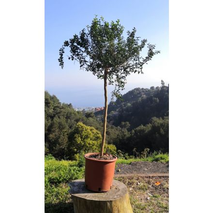 Citron caviar faustrime (microcitrus australasica x citrus latifolia) 7/9 Litres