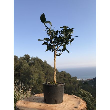 Lime (citron vert) var 'Tahiti' 4/5 Litres