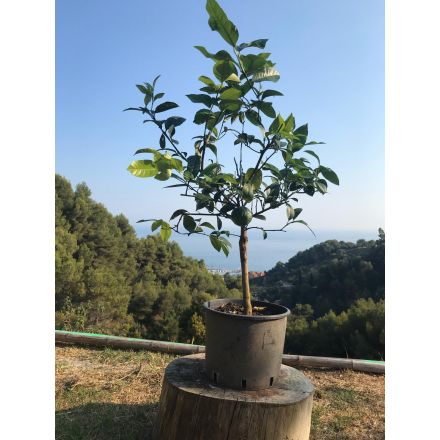 Citronnier 'Meyer' 7/9 Litres