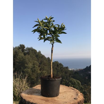 Clémentinier 'Fine de Corse' 4/5 Litres