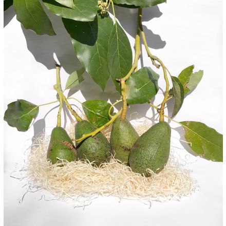 Les Avocats de Menton