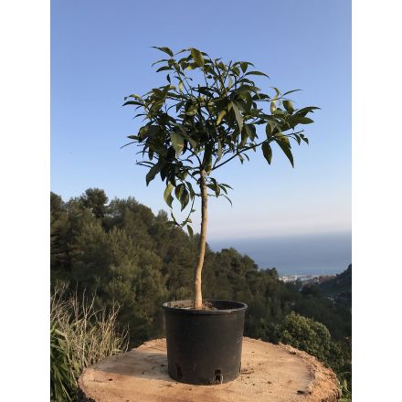 Kumquat 'Long' 4/5 Litres