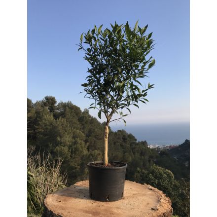 Mandarinier 'Blida' 4/5 Litres