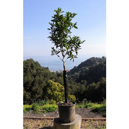 Mandarinier 'Blida' 7/9 Litres