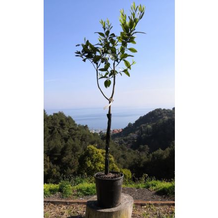 Citrus Paradisi (Pomelo) var 'Star Ruby' 7/9 Litres