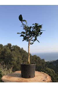 Lime (citron vert) var 'Tahiti' 4/5 Litres